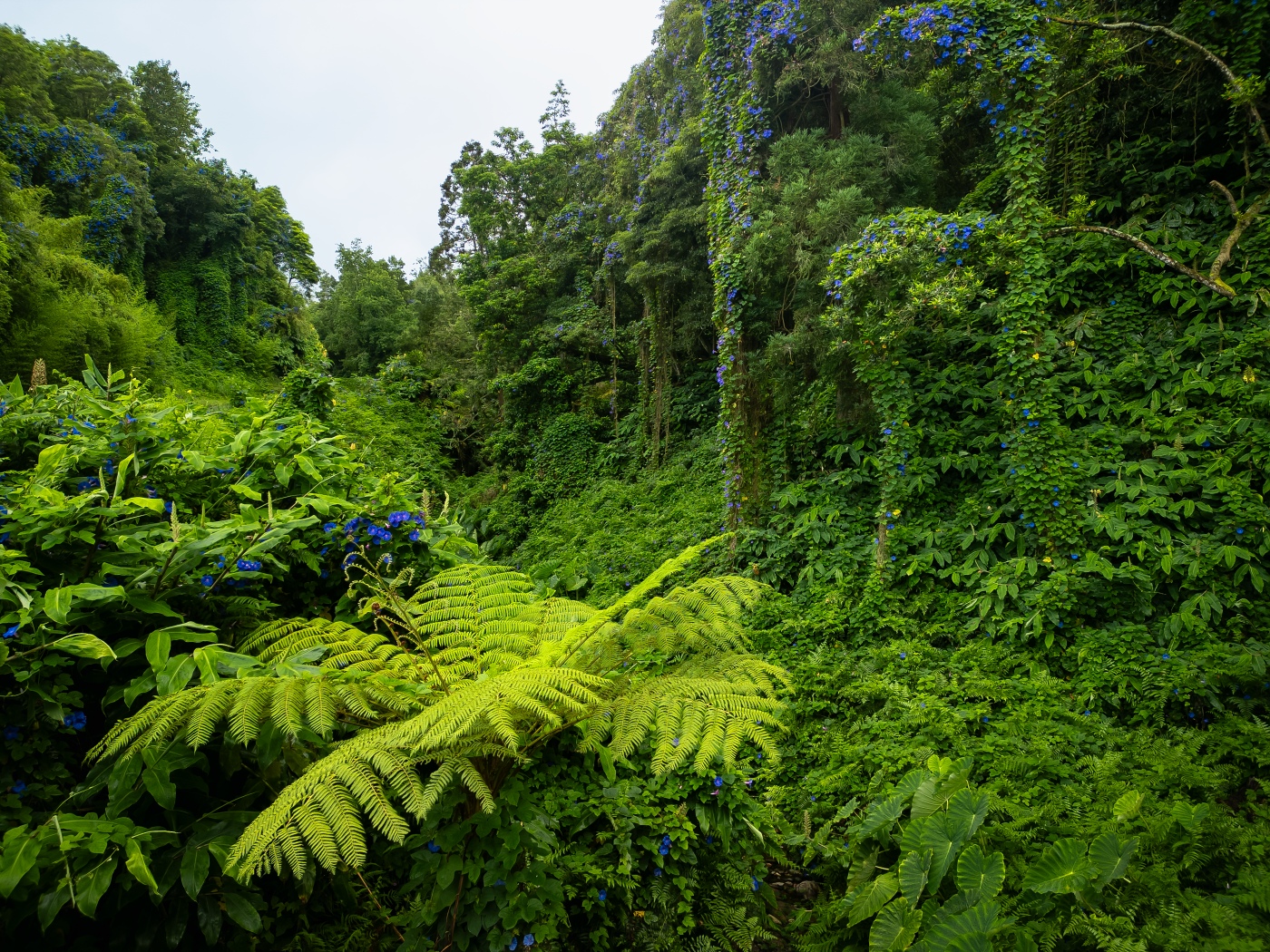 Blossoming Jungle