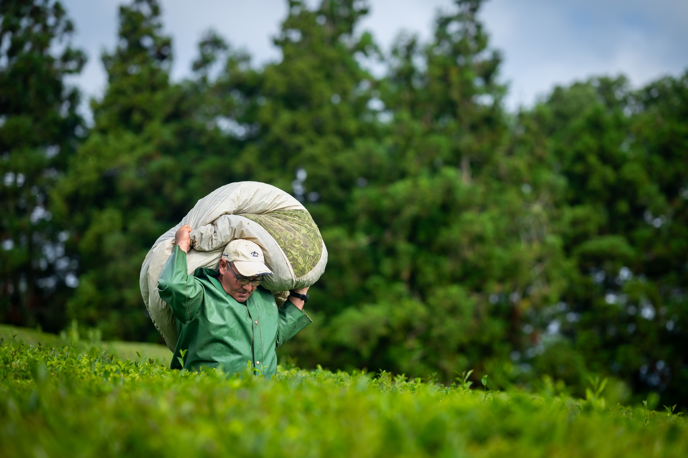 Tea Picker