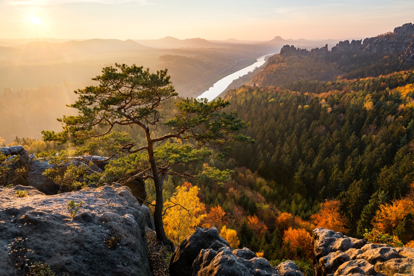 Tree guard